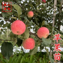 【月香苹果】早熟月香苹果辽伏青苹果红富士苹果树苗南方种植