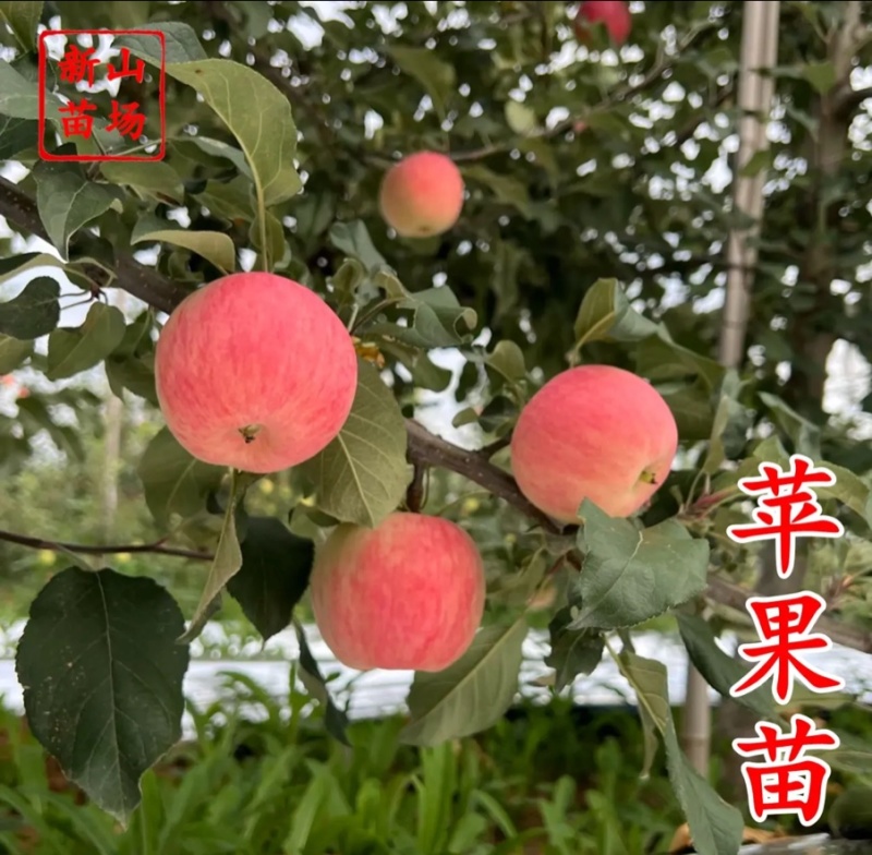 【月香苹果】早熟月香苹果辽伏青苹果红富士苹果树苗南方种植