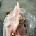 肥猪带皮后上肉3-5片