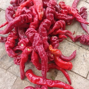酱厂鲜辣椒