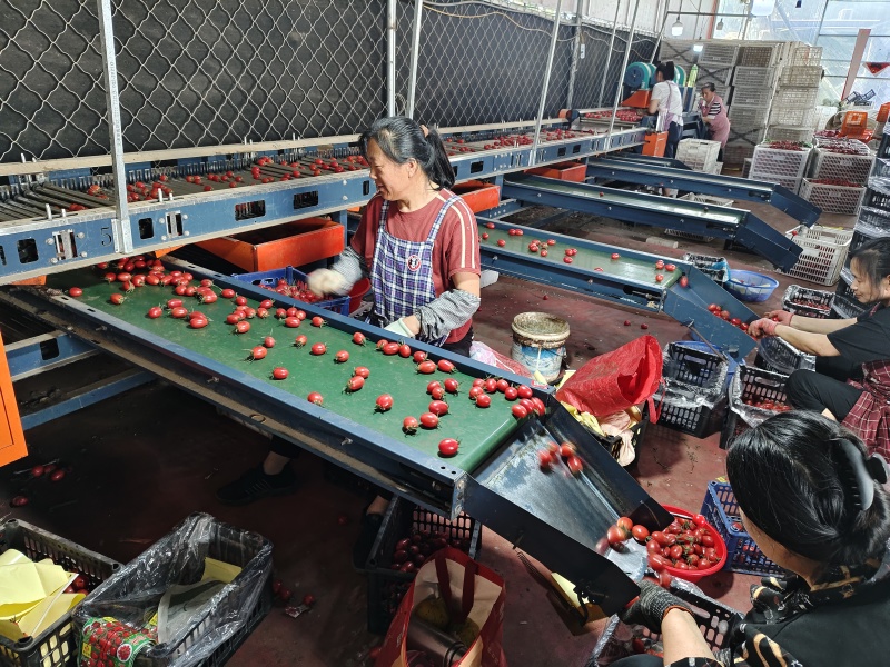 山东千禧贝贝圣女果小番茄串果大量有货欢迎订购