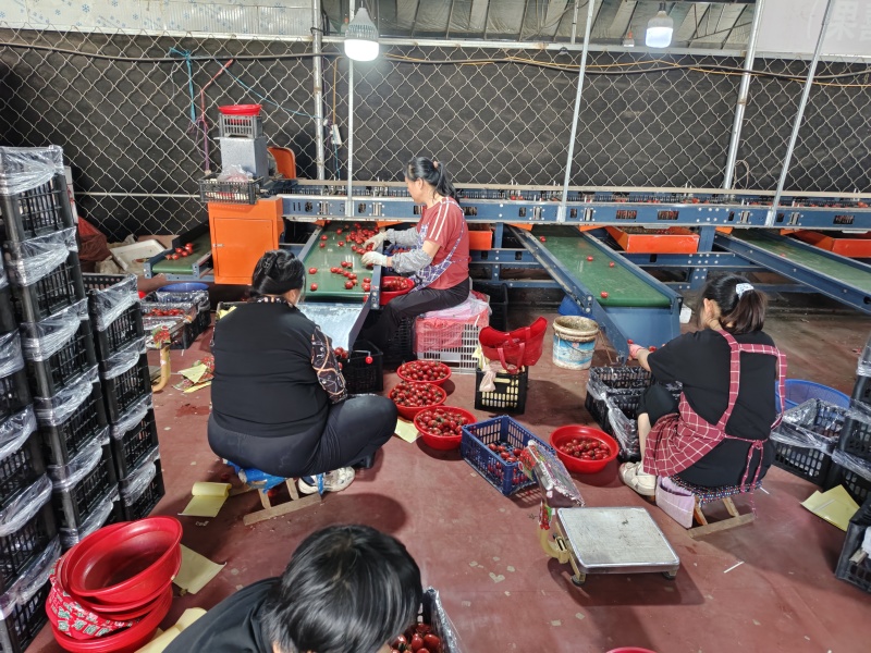 山东千禧贝贝圣女果小番茄串果大量有货欢迎订购