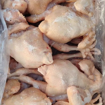 肉食鸡白条