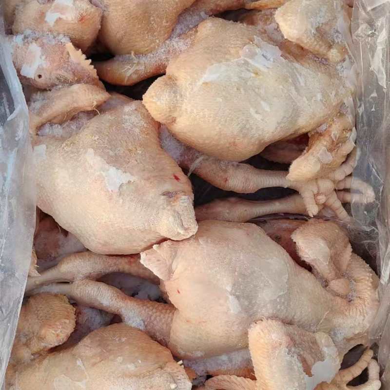 肉食鸡白条