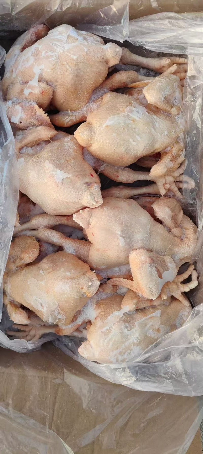 肉食鸡白条