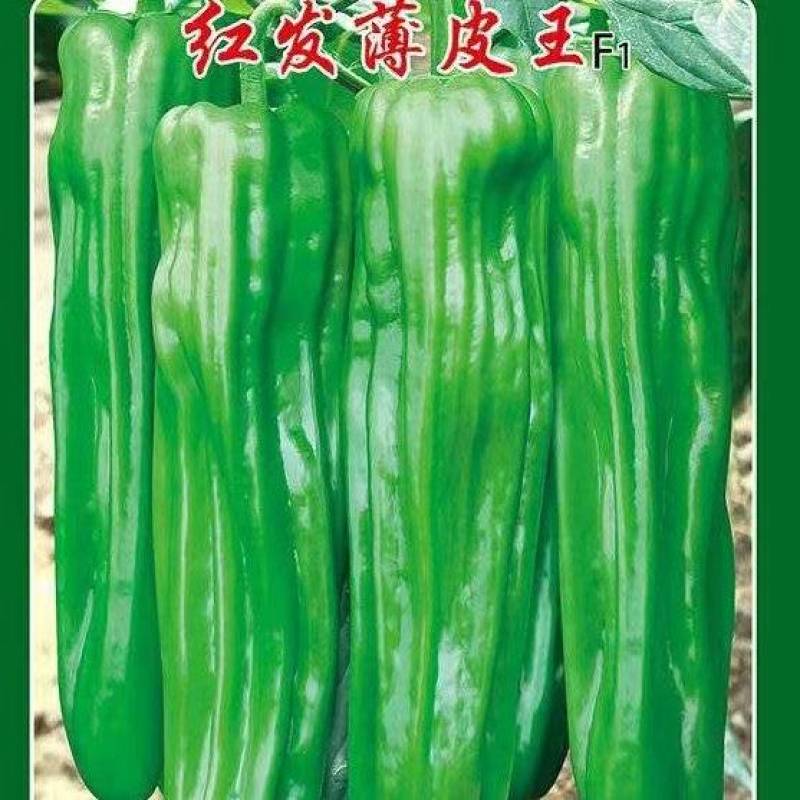 辣椒种子红发薄皮王薄皮大果早熟挂果量大抗病抗日灼