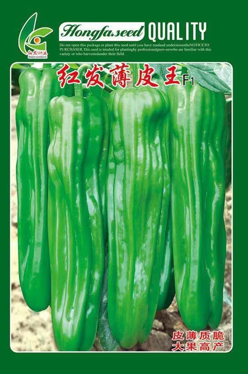 辣椒种子红发薄皮王薄皮大果早熟挂果量大抗病抗日灼