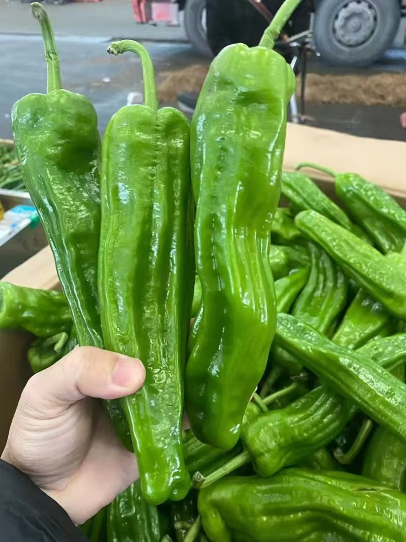 辣椒种子红发薄皮王薄皮大果早熟挂果量大抗病抗日灼