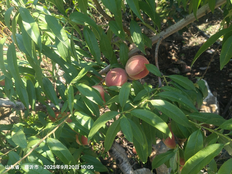 《畅销推荐》沂蒙山冬桃系列基地直发保质保量一条龙服务
