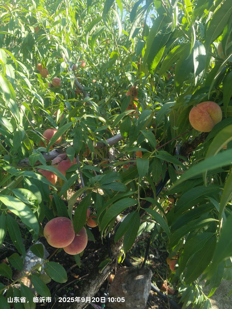 《畅销推荐》沂蒙山冬桃系列基地直发保质保量一条龙服务
