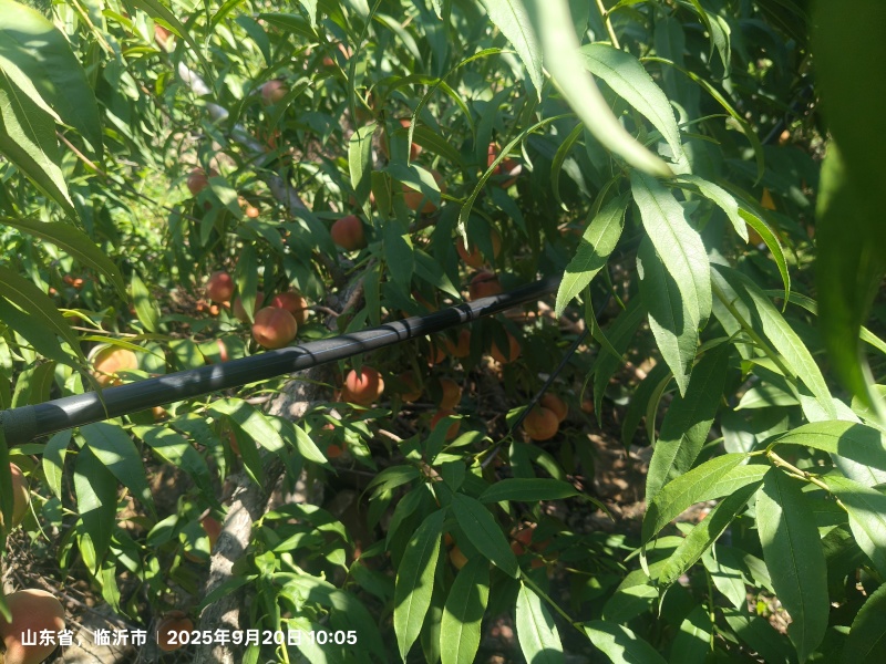 《畅销推荐》沂蒙山冬桃系列基地直发保质保量一条龙服务