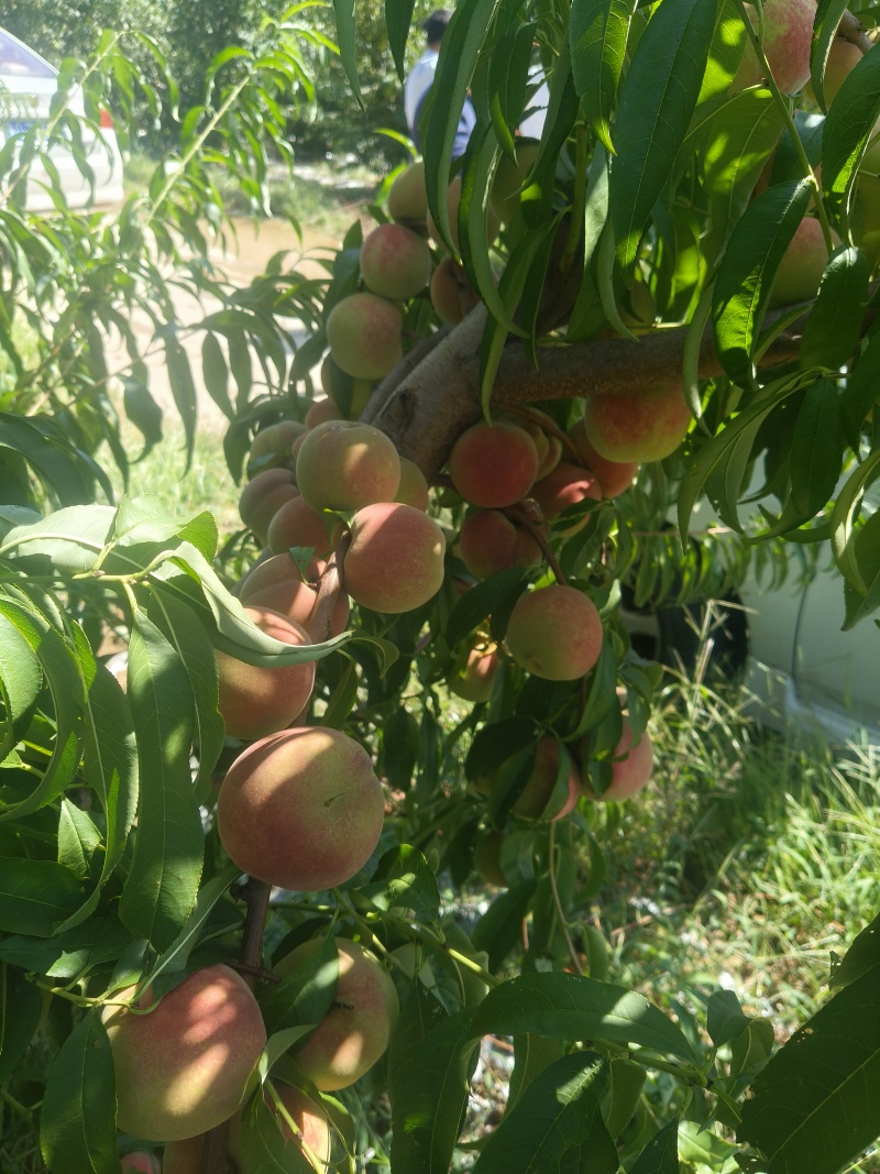 《畅销推荐》沂蒙山冬桃系列基地直发保质保量一条龙服务