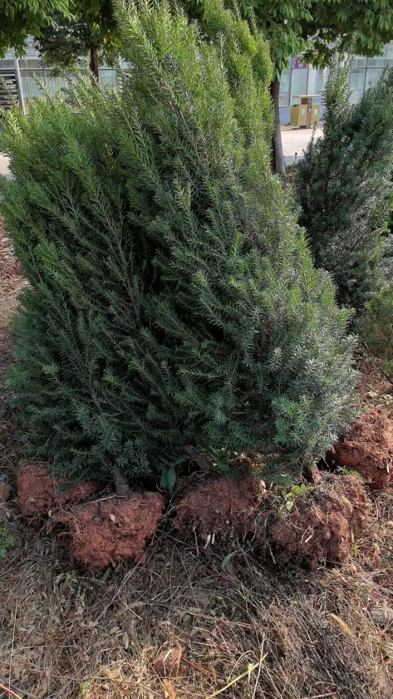 夏禹林曼地亚红豆杉精品盆景苗带土球发货提供技术指导