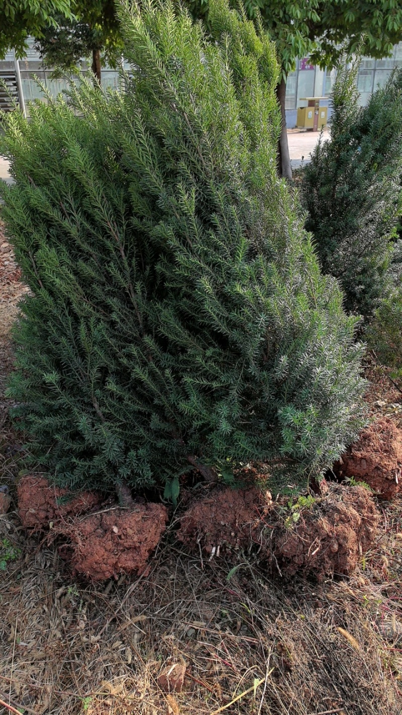 夏禹林曼地亚红豆杉精品盆景苗带土球发货提供技术指导