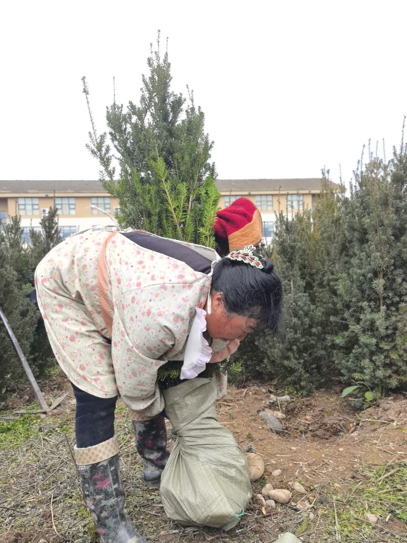 夏禹林曼地亚红豆杉精品盆景苗带土球发货提供技术指导