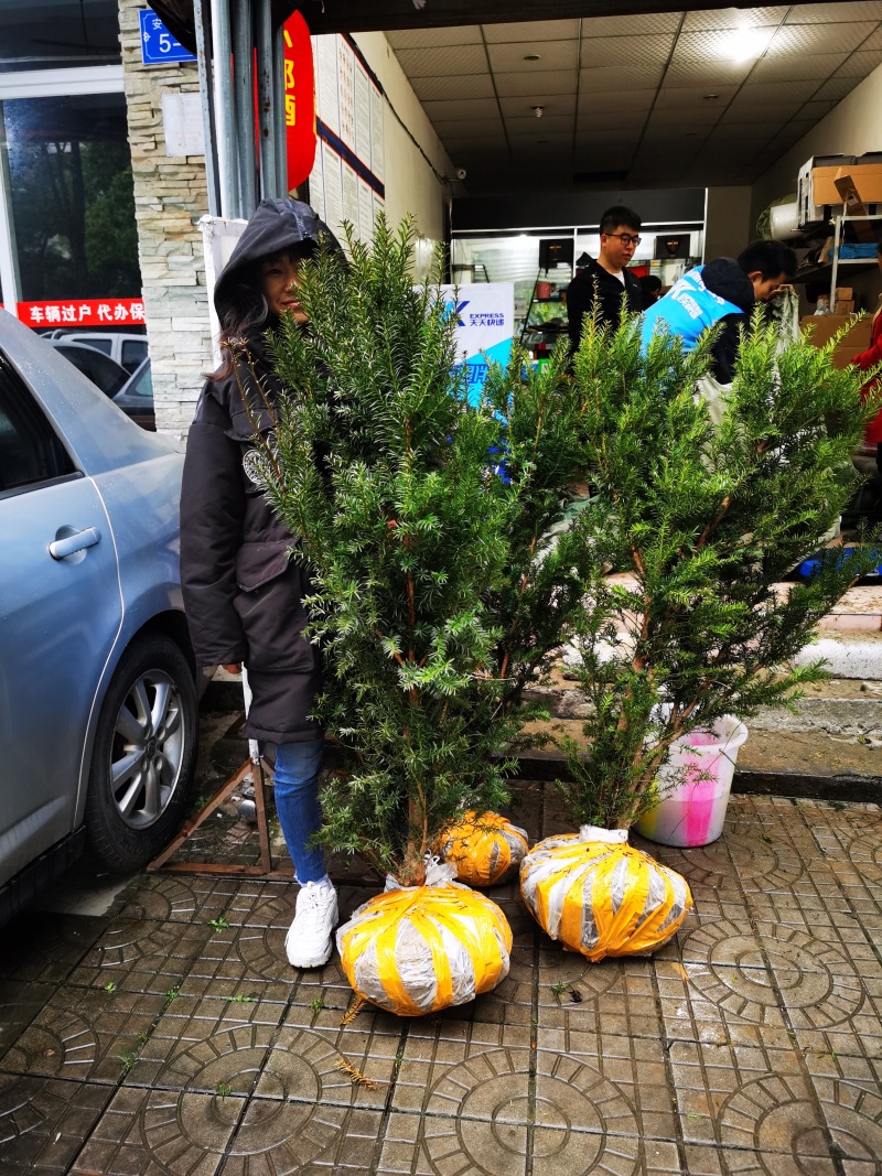 夏禹林曼地亚红豆杉精品盆景苗带土球发货提供技术指导