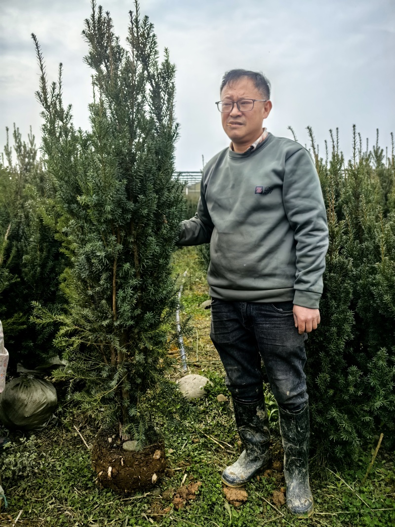 夏禹林曼地亚红豆杉精品盆景苗带土球发货提供技术指导