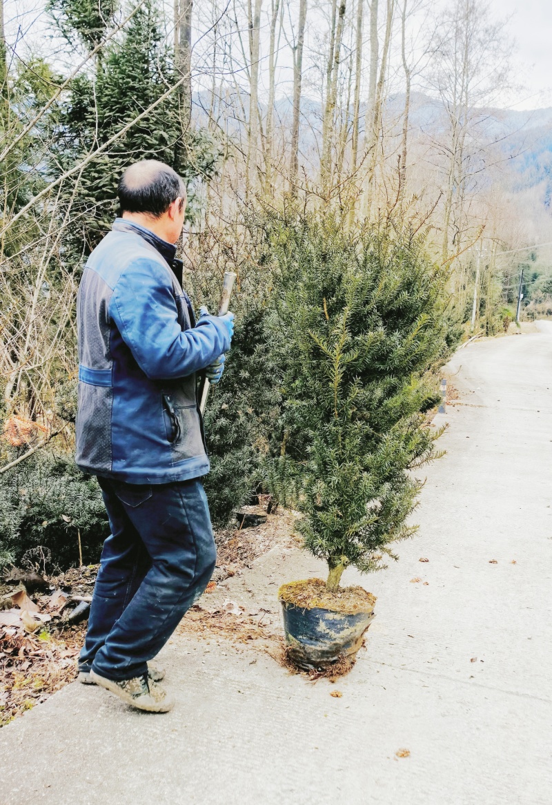 夏禹林曼地亚红豆杉精品盆景苗带土球发货提供技术指导