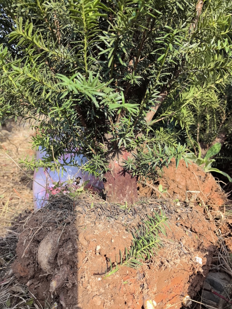 夏禹林曼地亚红豆杉精品盆景苗带土球发货提供技术指导