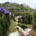 夏禹林曼地亚红豆杉精品盆景苗带土球发货提供技术指导