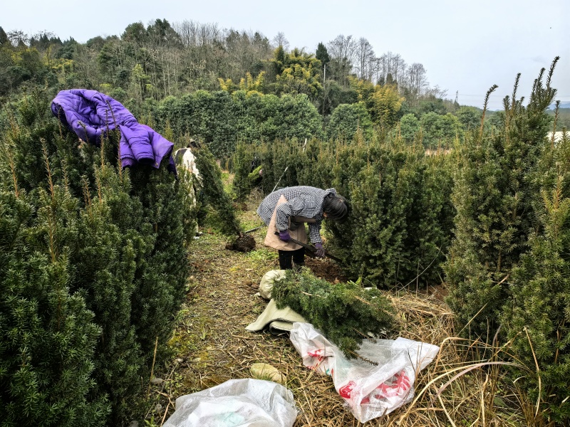 夏禹林曼地亚红豆杉精品盆景苗带土球发货提供技术指导