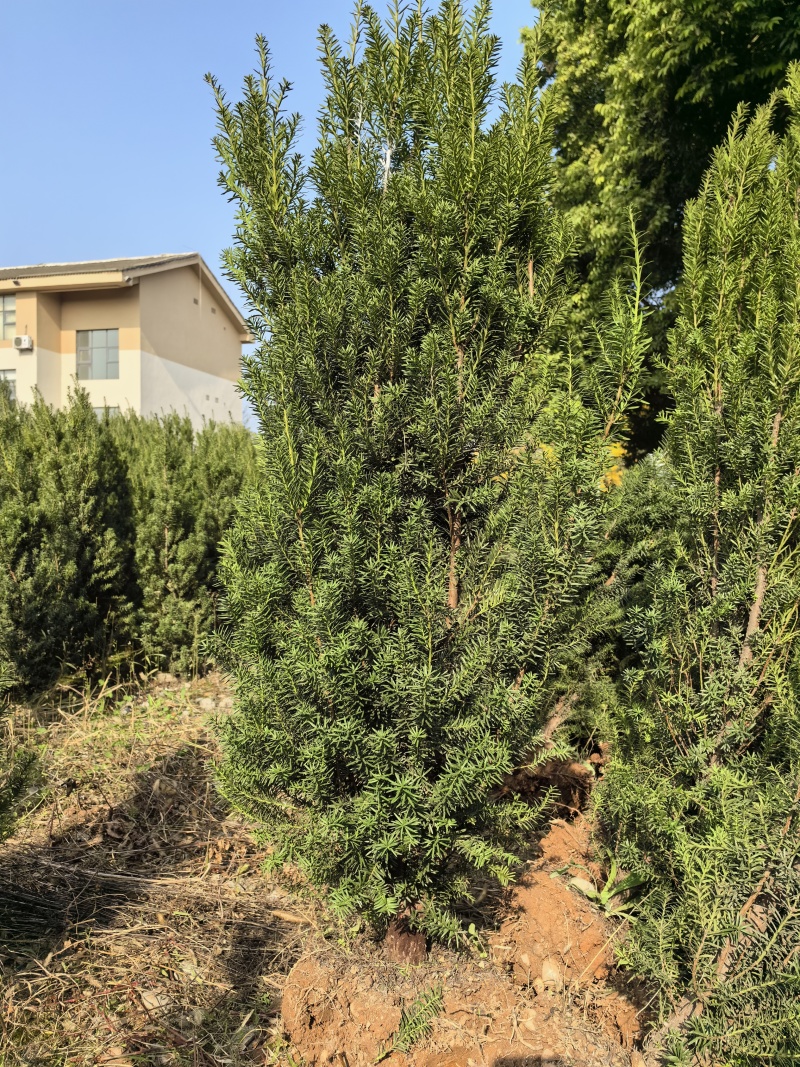 夏禹林曼地亚红豆杉精品盆景苗带土球发货提供技术指导