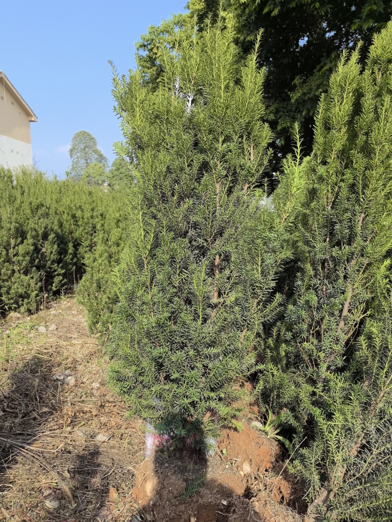夏禹林曼地亚红豆杉精品盆景苗带土球发货提供技术指导