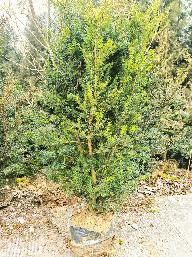 夏禹林曼地亚红豆杉精品盆景苗带土球发货提供技术指导
