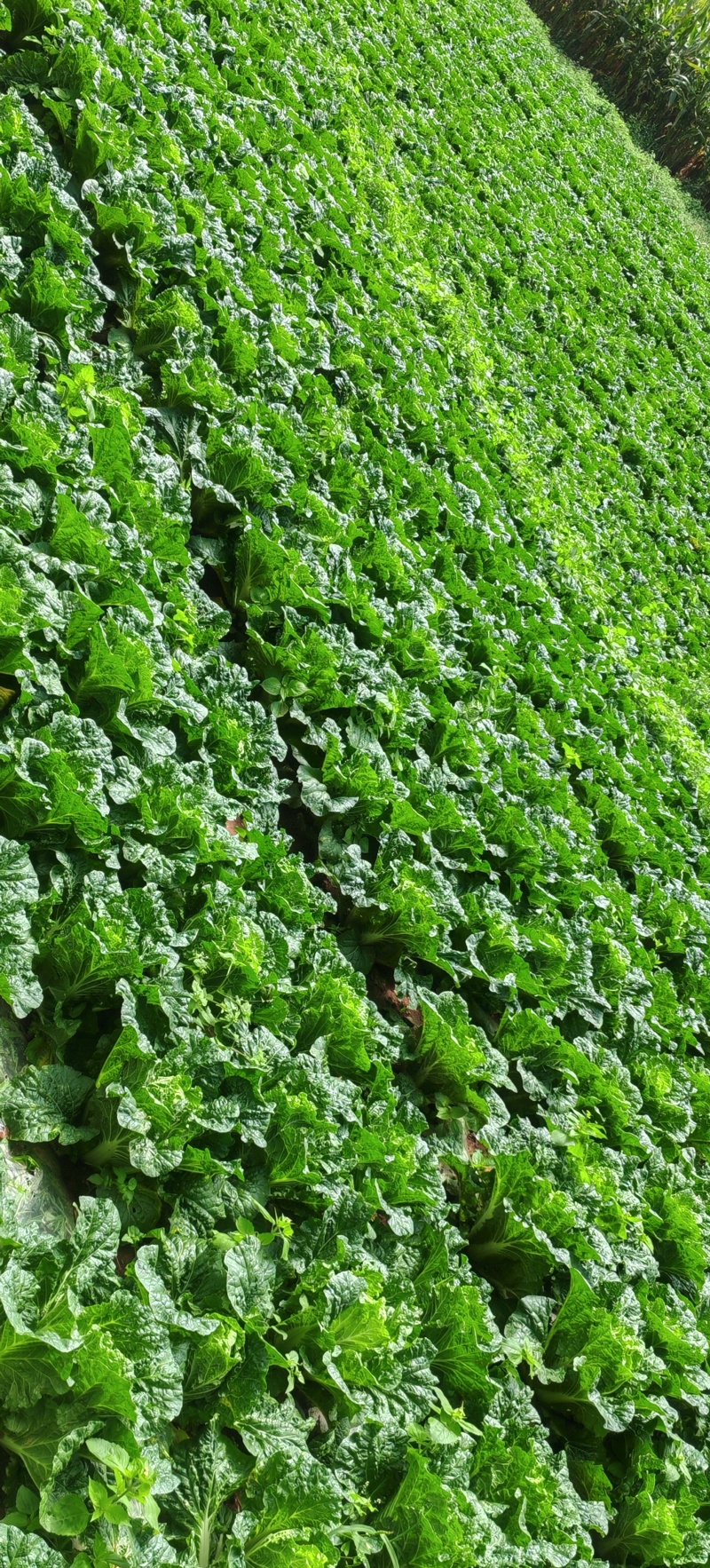 贵州精品黄心白菜产地直发一手货源质量保证全国发货