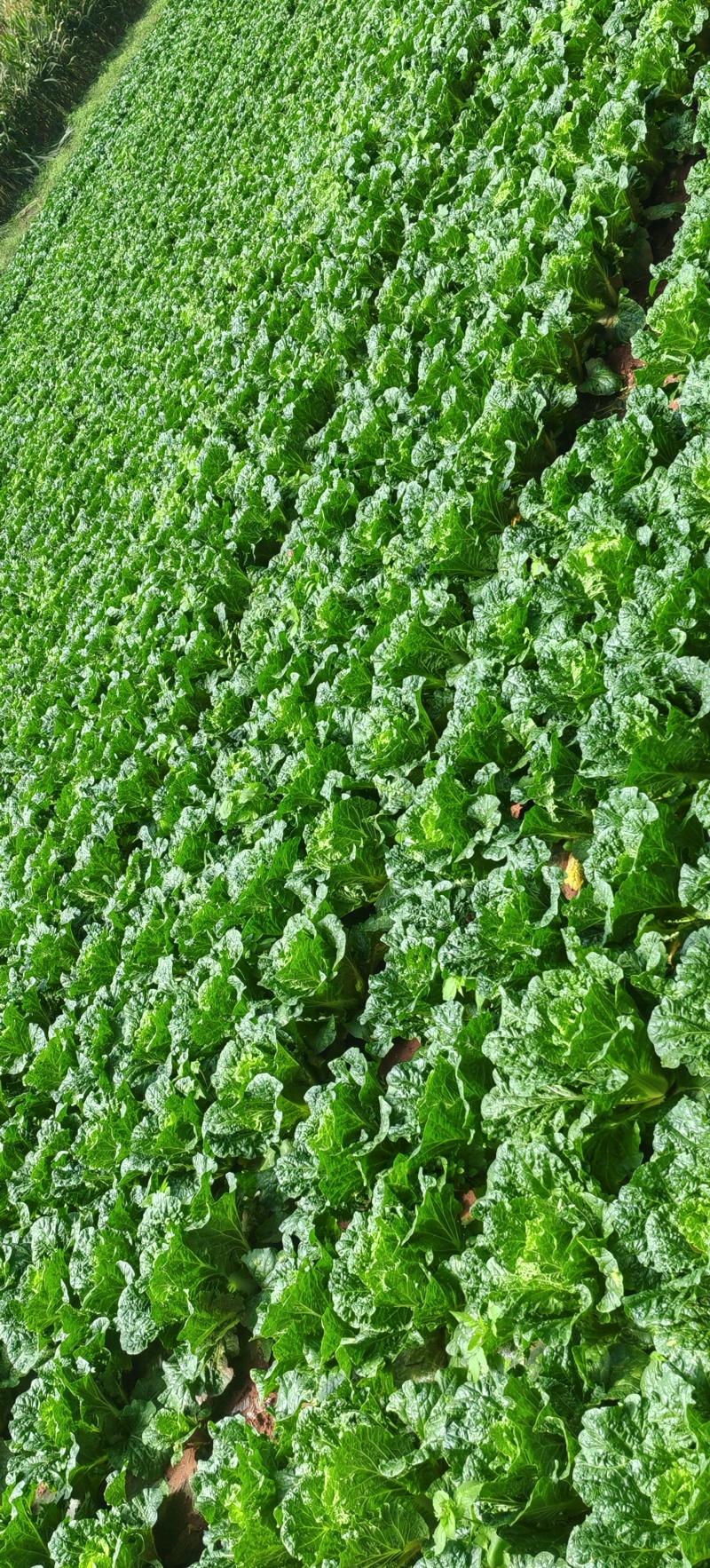 贵州精品黄心白菜产地直发一手货源质量保证全国发货