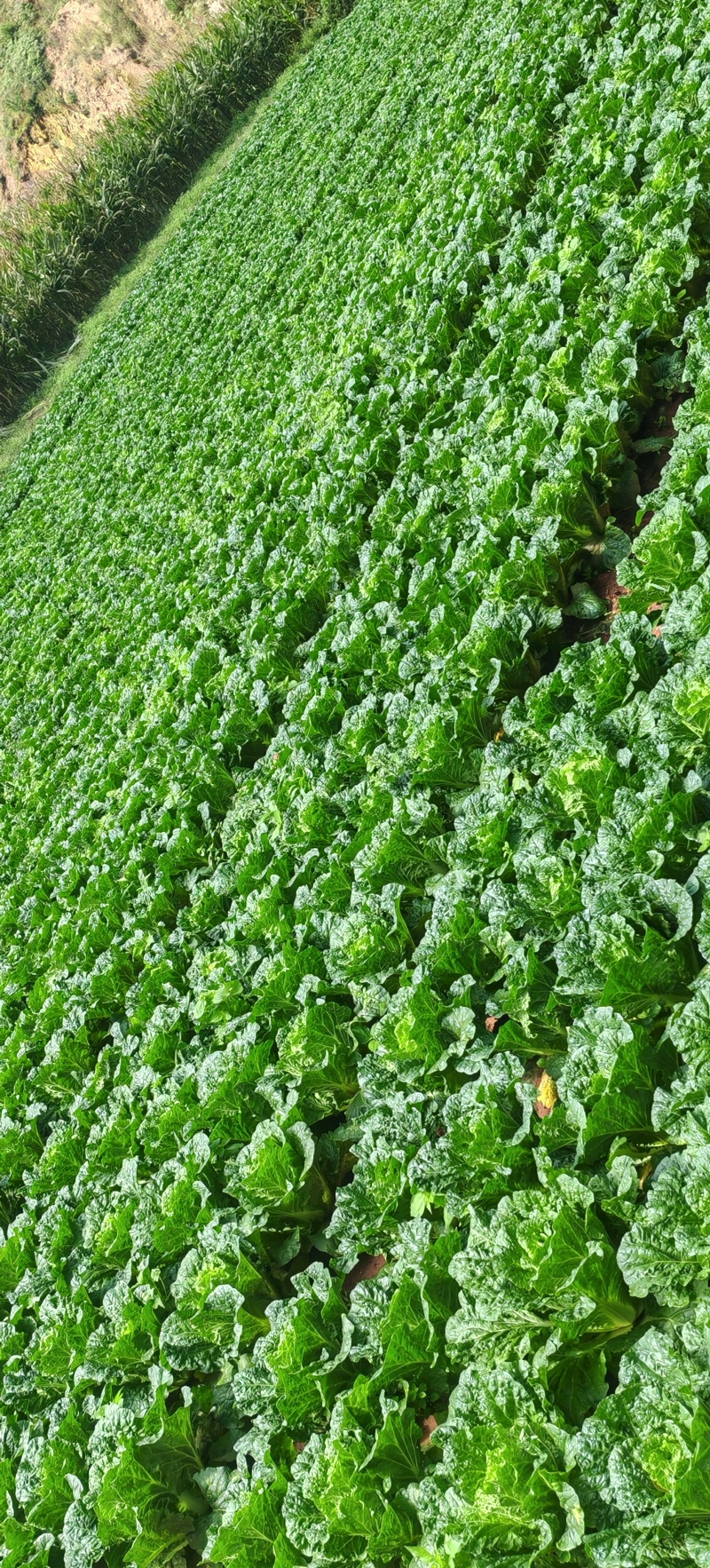 贵州精品黄心白菜产地直发一手货源质量保证全国发货