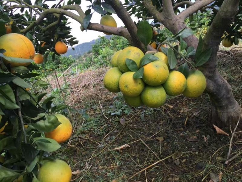 武冈万亩脐橙基地