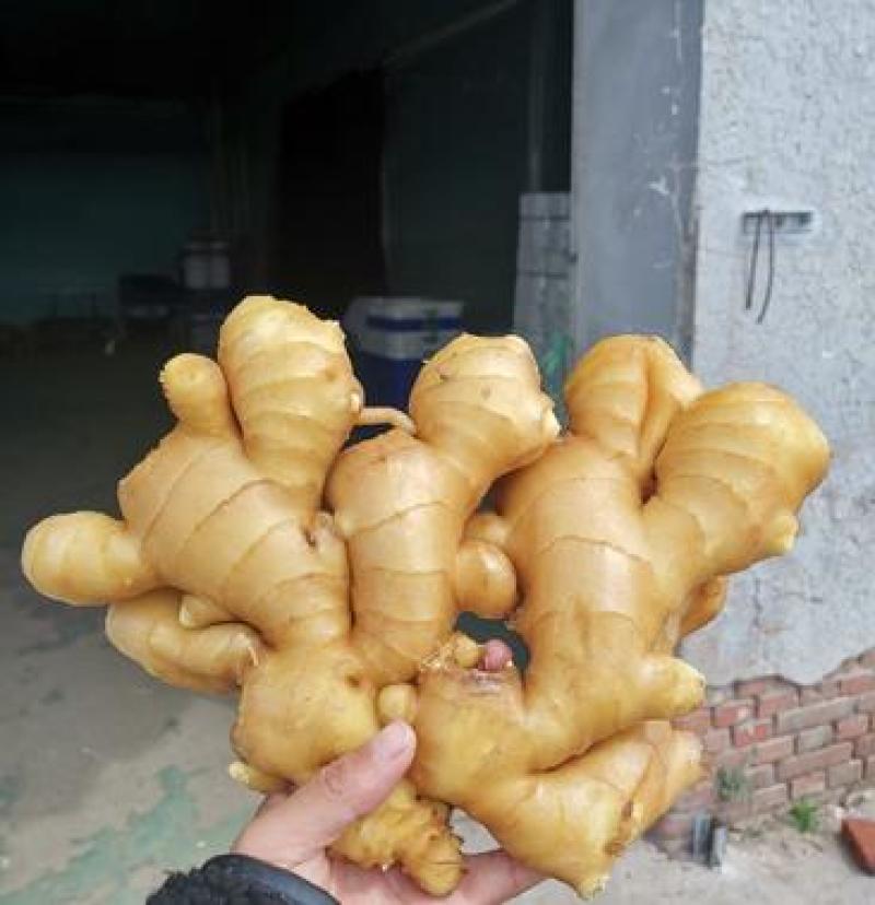 山东【老姜】产地批发，一手货源，市场赶集电商商超出口