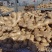山东【老姜】产地批发,一手货源,市场赶集电商商超出口