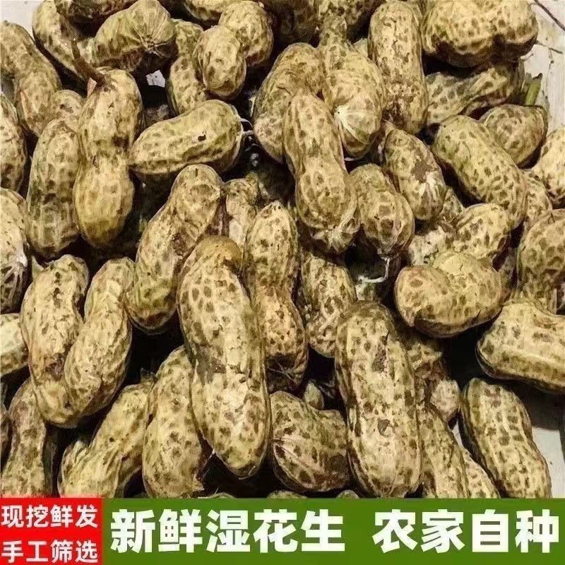 潼阳花生。