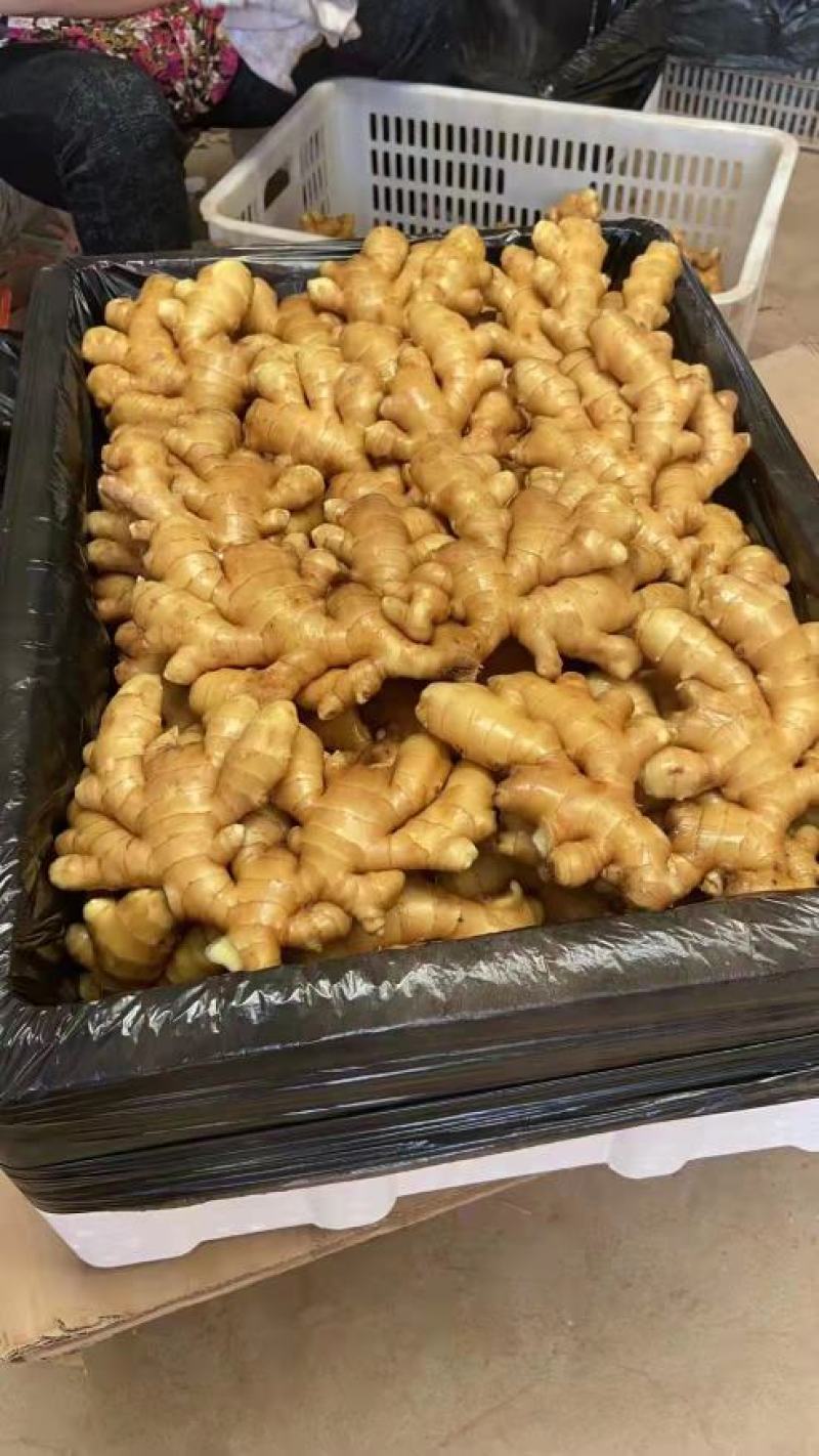 山东【小黄姜】原产地批发，一手货源，市场电商赶集商超出口
