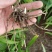 白芨苗子，基地现挖现发，量大从优！