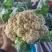 山东聊城精品有机菜花大量上市