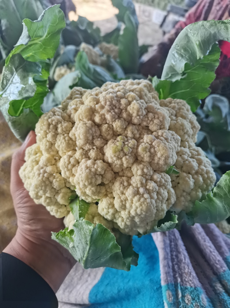 山东聊城精品有机菜花大量上市