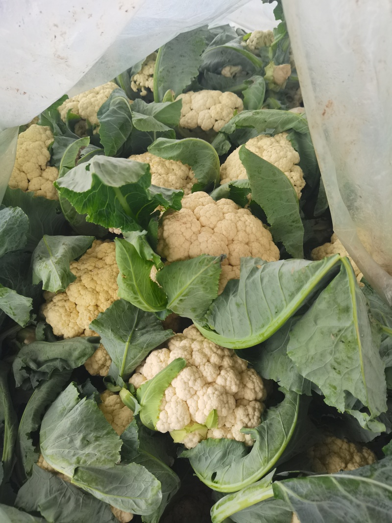 山东聊城精品有机菜花大量上市