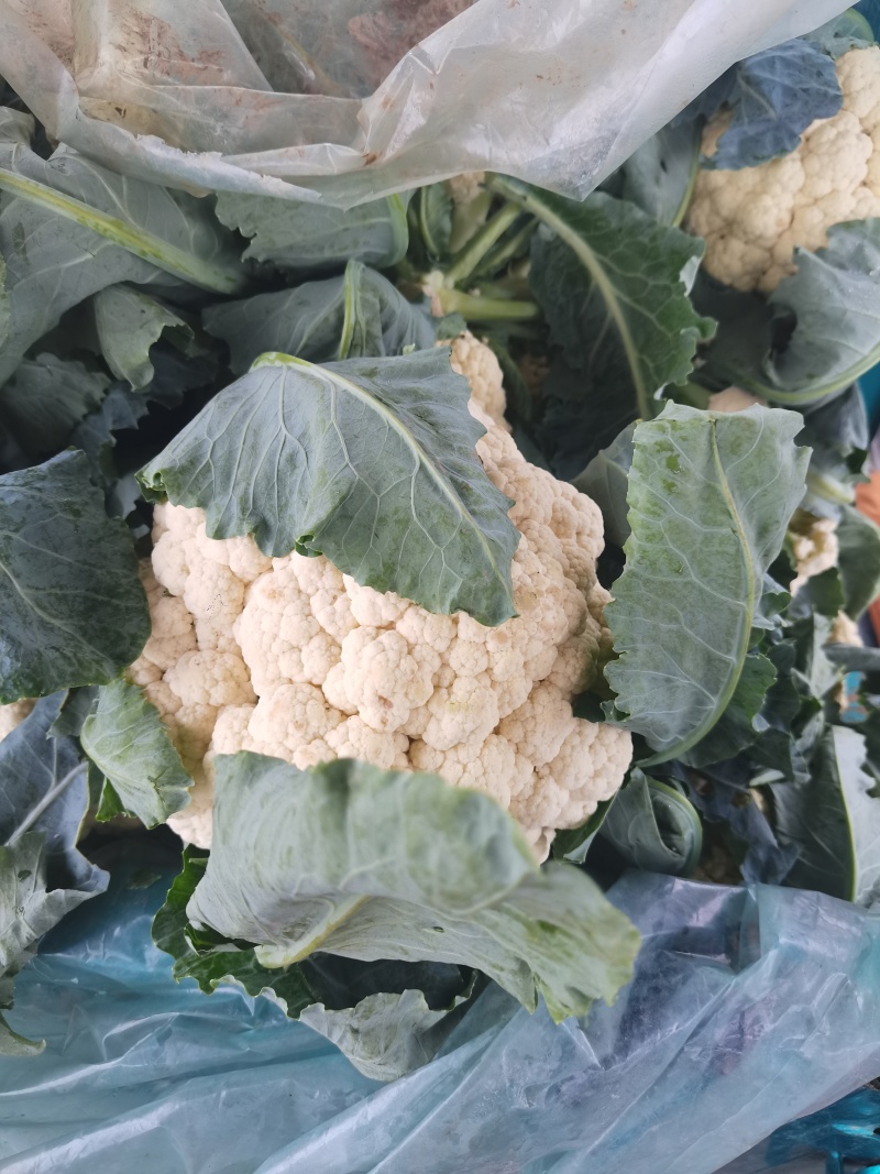 山东聊城精品有机菜花大量上市