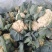 山东聊城精品有机菜花大量上市
