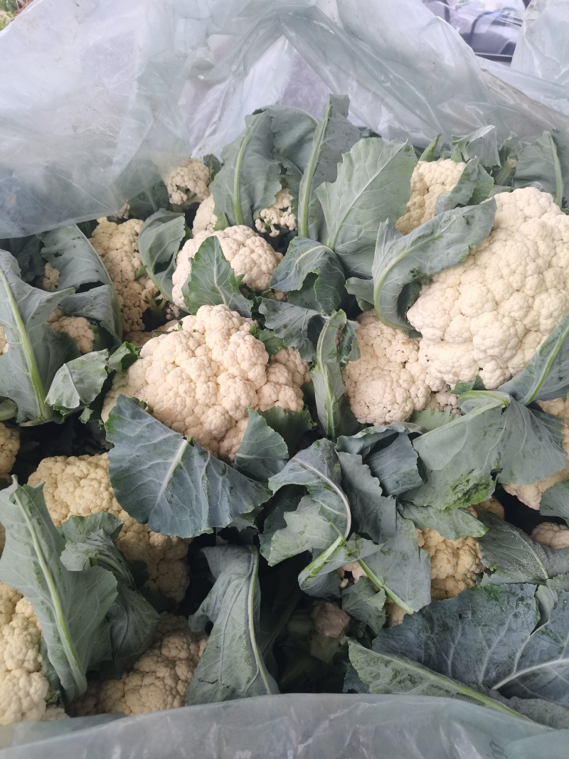 山东聊城精品有机菜花大量上市