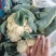 山东聊城精品有机菜花大量上市