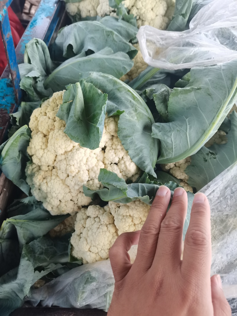 山东聊城精品有机菜花大量上市