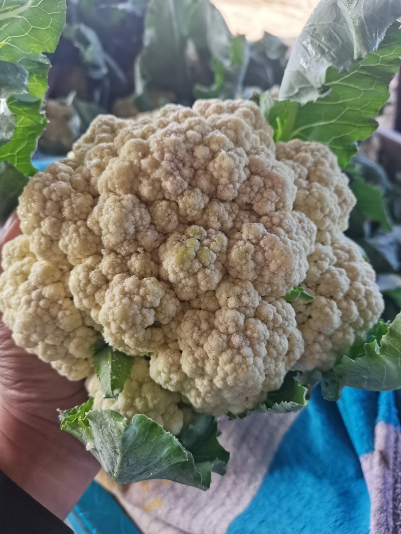 山东聊城精品有机菜花大量上市