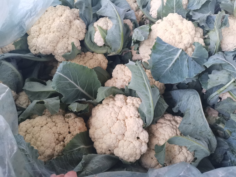 山东聊城精品有机菜花大量上市