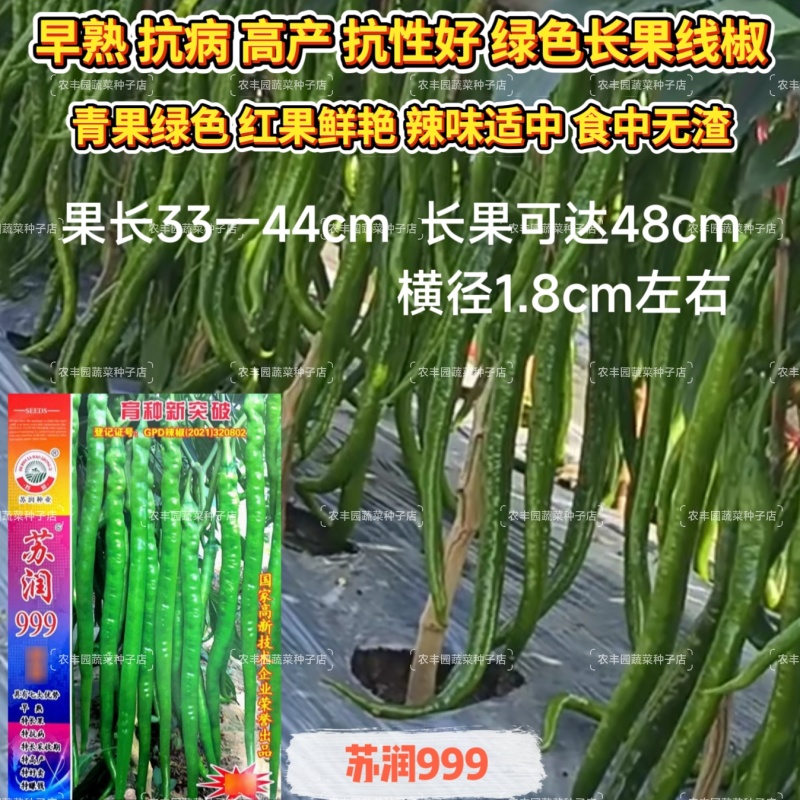 苏润999辣椒种子早熟线椒种子特长果绿色条椒高产顺