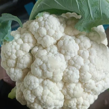 山东白面青梗松花菜菜花大量上市质优价廉发货迅速