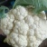 山东白面青梗松花菜菜花大量上市质优价廉发货迅速